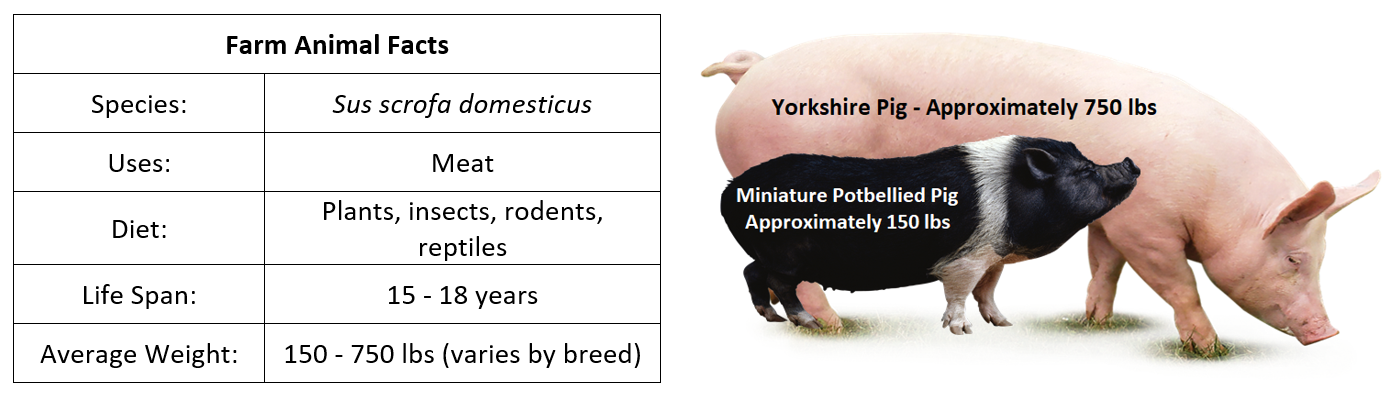 Things To Do pigs Things To Do pigs
