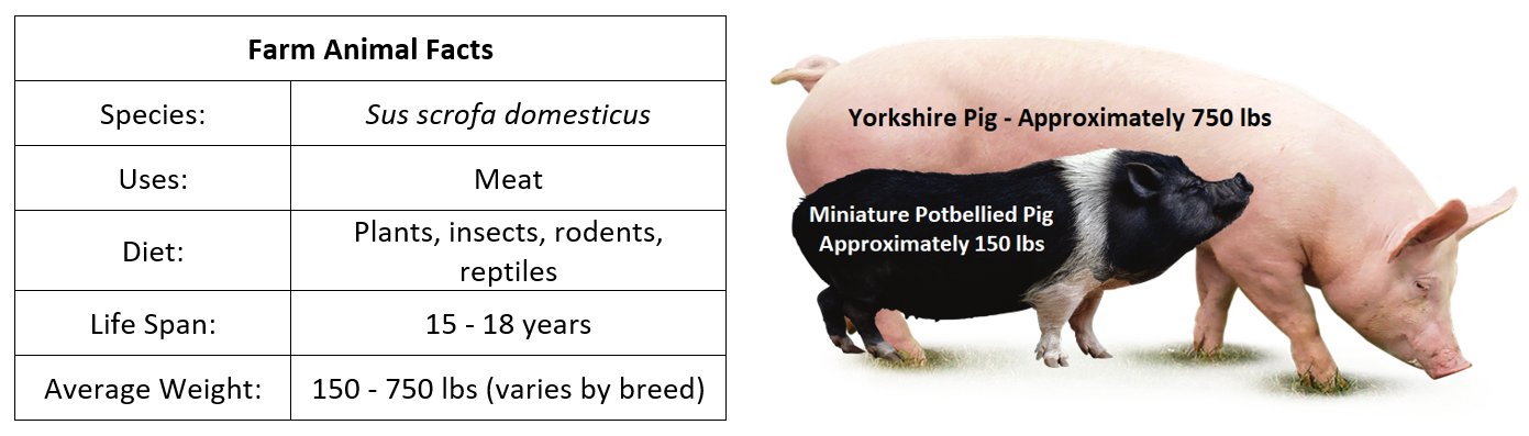 pig webpage photo.png