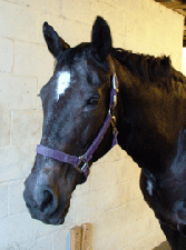 Lacey is one of the Tradewwinds horses.