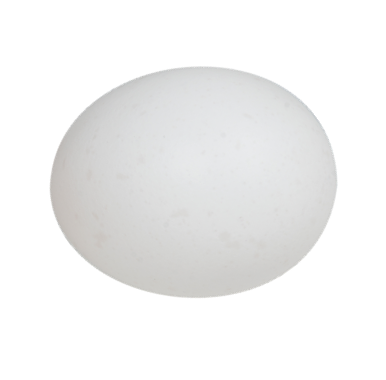 whiteleghornegg.png