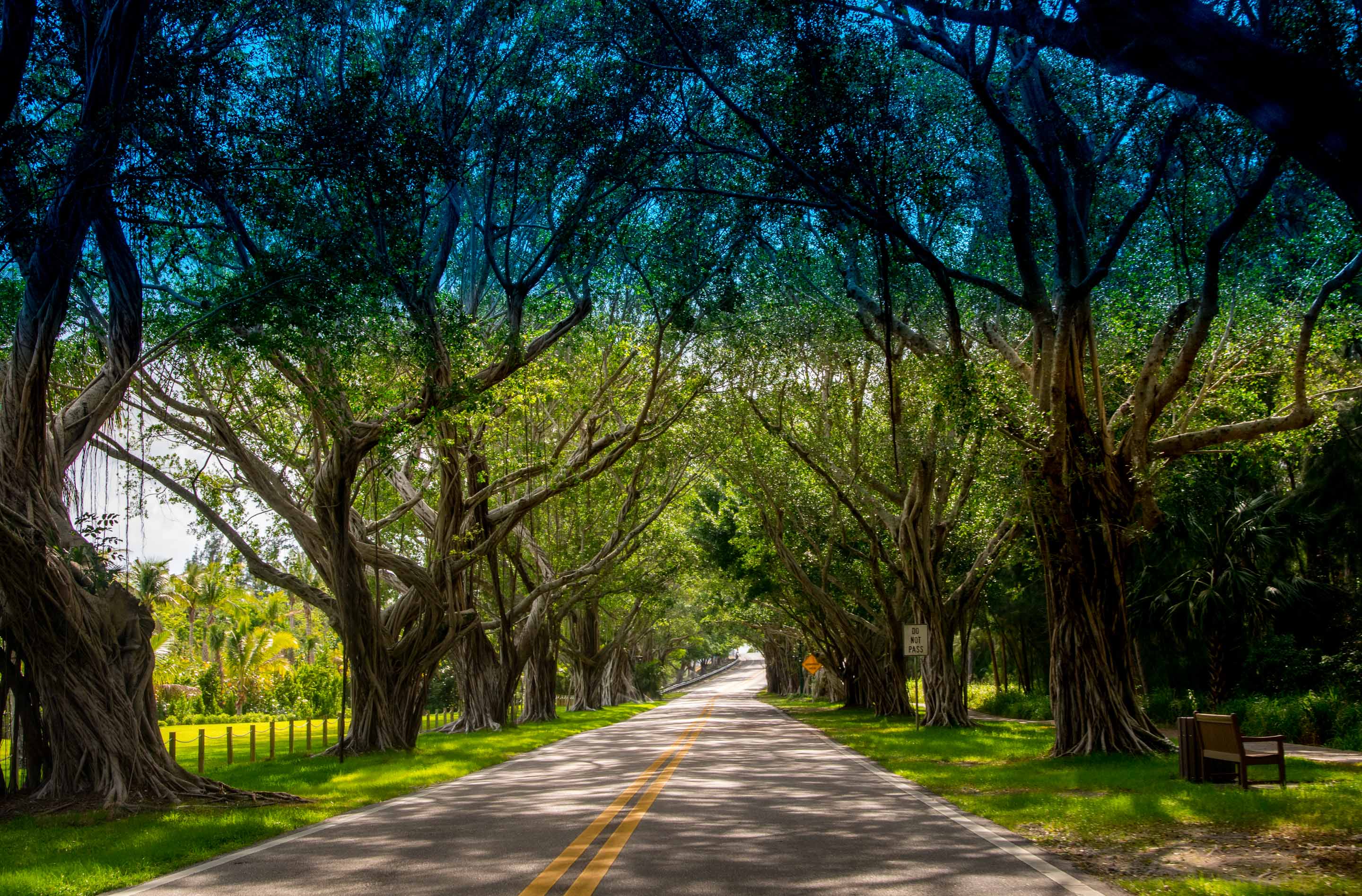 Road lined with and shaded by oak trees.