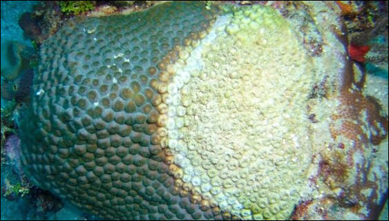 image diseased coral