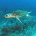 Loggerhead Turtle