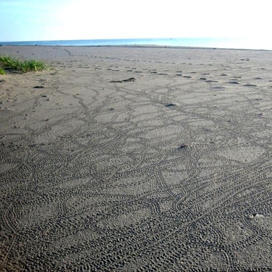 Disoriented sea turtle hatchling tracks on the beach.