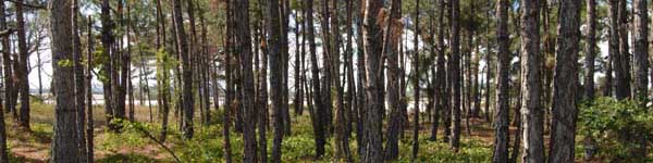 slash pine stand