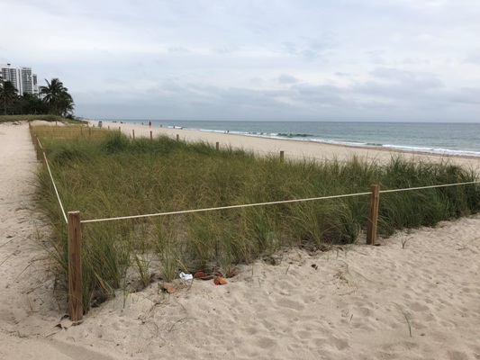 A Broward County funded dune project.