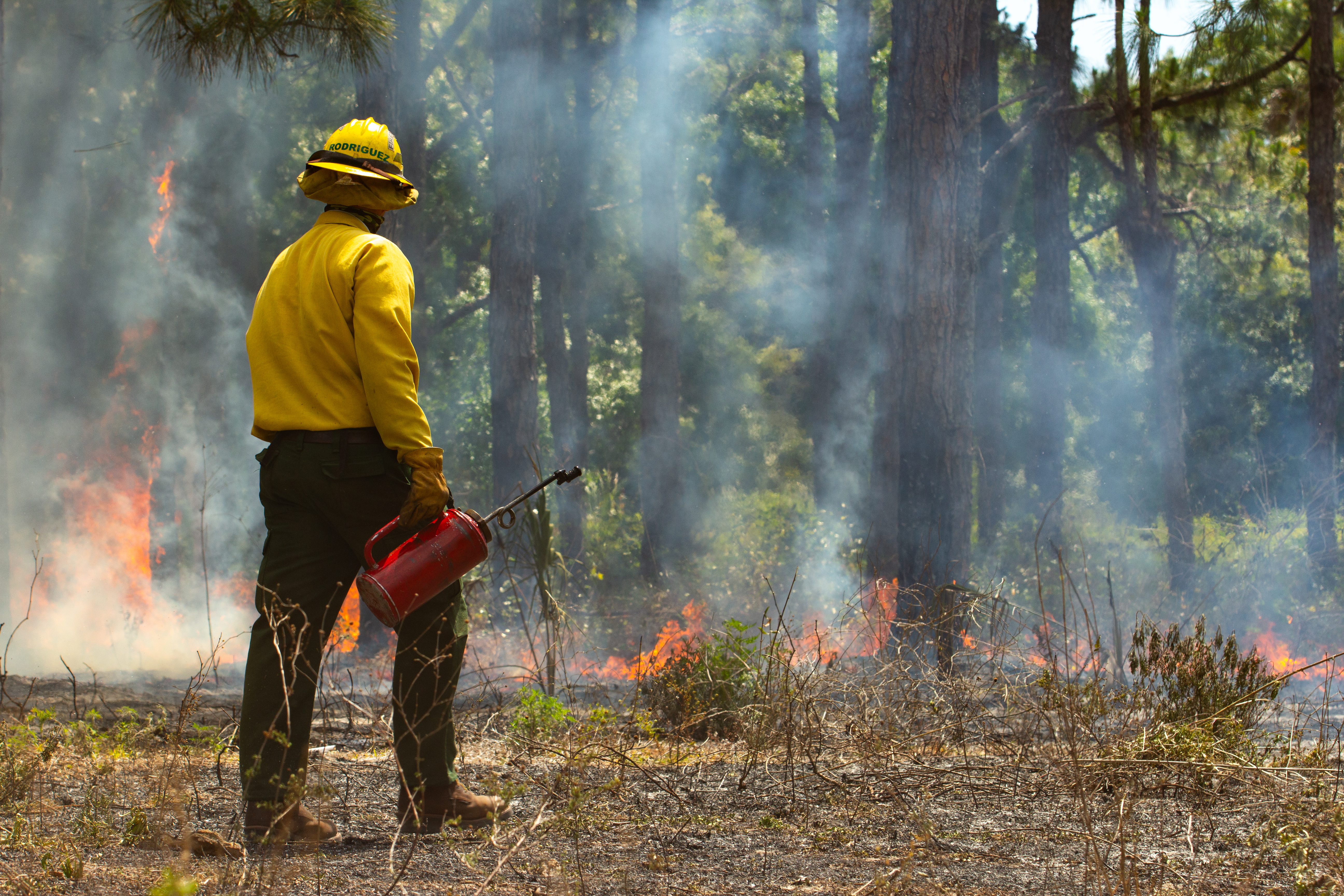 Prescribed Fire at Fern Forest Nature Center
